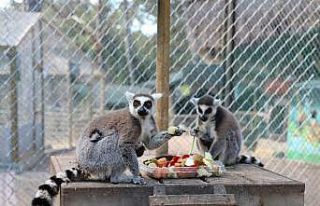 Antalya Hayvanat Bahçesi’nde yeni yavrular