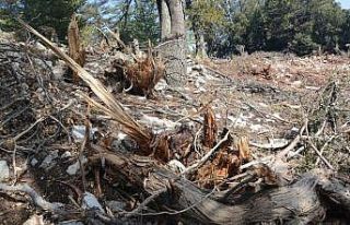 Antalya’da hazine ve sarı alan arazilerindeki ağaç...