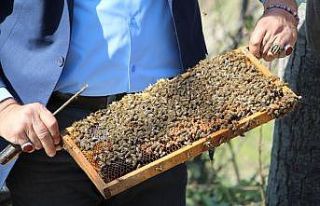 Arılar çiçekle buluştu, yetiştiriciyi ilaçlama...
