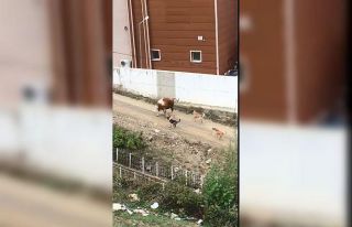 Artvin’de başı boş köpeklerin saldırdığı...