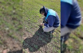 Aslanapa’da ekili alanlar kontrol edildi