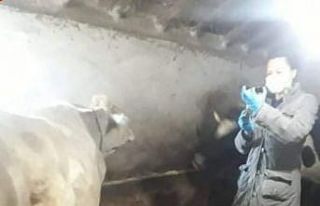 Aslanapa’da ’’Şap’’ aşısı ve buzağı...