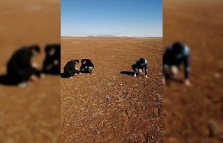 Aslanapa’da ’’Zebrus’’ böceği kontrolleri
