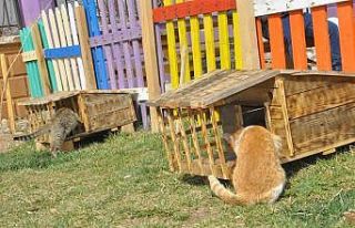 Atık malzemeler sokak hayvanlarına ev oldu