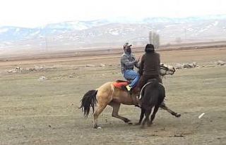 Atlar çarpıştı: 1 yaralı