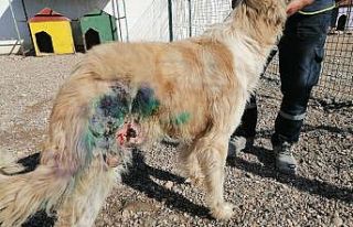 Av tüfeğiyle vurularak yaralanan köpek tedavi edildi
