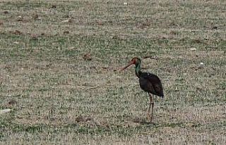 Avrupa’ya göç eden kara leylek Konya’da konakladı