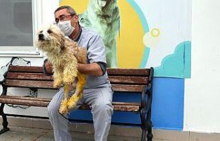 Ayakları kırılan köpek tedavi edildi