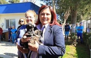 Aydın Büyükşehir Belediyesi can dostlara sahip...