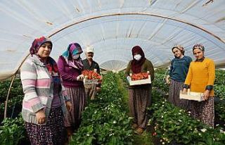 Aydın çileğinin sofralara yolculuğu başladı