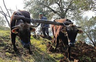 Aydın’da öküzler halen kıymetli