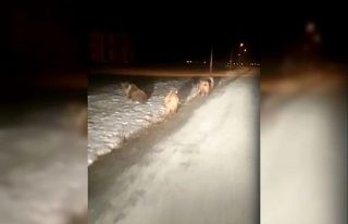 Ayı sürüsü yola inmeye devam ediyor