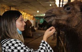 Ayşegül Öğretmen, develerle stres atıyor