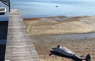 Ayvalık’ta karaya vurmuş yunus balığı bulundu