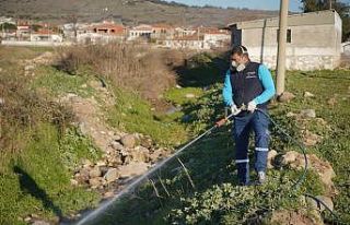 Ayvalık’ta sivrisinekle 365 gün mücadele