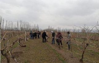 Bağcılık yapan çiftçilere budama eğitimi verildi