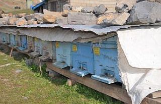 Bahar geldi arılar 4 aylık kış uykusundan uyandı