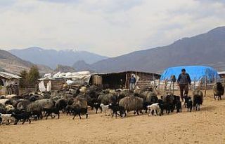Baharın habercisi kuzuların anneleriyle buluşma...