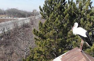 Baharın habercisi yuvasına döndü, görenleri sevindirdi