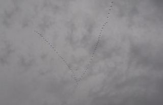 Baharın müjdecisi göçmen kuşların uzun yolculuğu