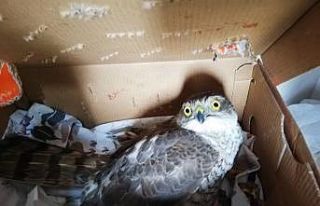 Bahçe bulunan yaralı şahin tedavi altına alındı