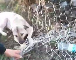 Bahçe tellerine takılan köpek kurtarıldı