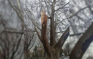 Bakan Pakdemirli’den TBMM bahçesine düşen yıldırıma...