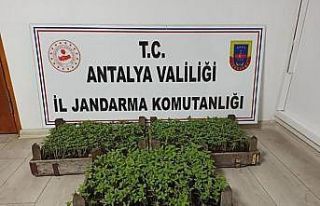 Bakla tarlasında bin 569 kök kenevir ele geçirildi