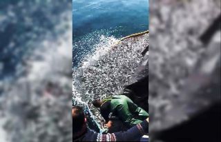 Balıkçılardan örnek hareket: Binlerce kefal yavrusunu...