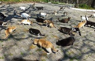 Balıkesir’de emekli hemşire 17 yıldır sokak...