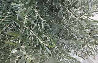 Balıkesir’de zeytin ağaçlarında çiçeklenme...