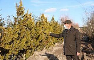 Başkan Çolakbayrakdar: “Yemyeşil bir Kocasinan...