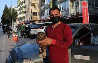 Baygın halde bulduğu şahini hayata döndürdü