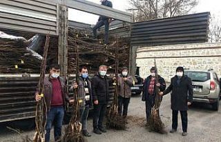 Beyşehir’de ceviz üretimi yaygınlaşacak