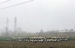 Bilecik’te leyleklerin göçü, sisle birleşince...