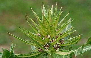 Bilim literatürüne ‘Anatolia’ adında alt cins...