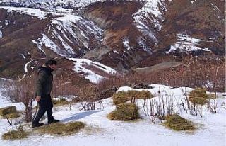 Bingöl’de doğaya 800 kilo yem bırakıldı
