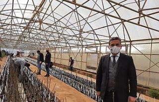 Bingöl’de ilk kez ceviz ve badem aşılı fidan...