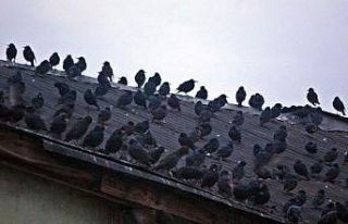 Binlerce sığırcık merkeze akın etti