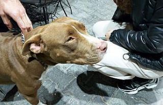 Bodrum’da pitbull saldırısı güvenlik kameralarına...