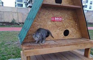 Bolu’da, çöp konteynerine atılan yavru kedi kurtarıldı