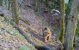 Bozayı fotokapanla görüntülendi