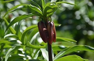 Bu çiçeği koparan bir araç fiyatı kadar ceza...