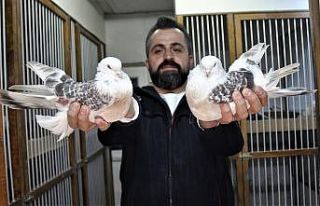 Bu kuşların güzelliği 100 bin lira ediyor