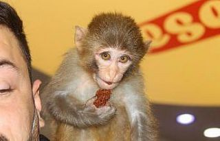 Bu maymun acı çiğköfte seviyor