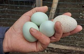 Bu yumurtayı görenler şaşırıyor