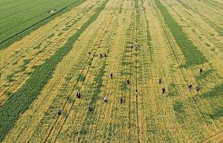 Buğday tarlasına zehir sıkılan çiftçinin bir...