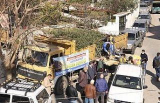 Büyükşehir’den binlerce zeytin ve incir ağacı...