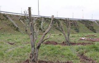 Çamköy kavşağına zeytin ağaçları dikildi