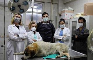 Canavarın ezip kaçtığı köpeğe belediye şefkati